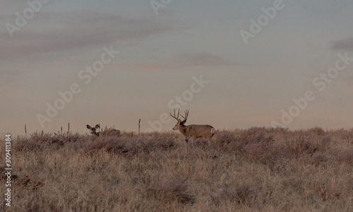 Mule Deer Buck and Doe in the Fall Rut