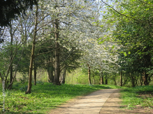 trees blossoming in the park