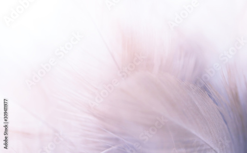 Image nature art of wings bird,Soft pastel detail of design,chicken feather texture,white fluffy twirled on transparent background wallpaper Abstract. Coral Pink color trends and  vintage.
