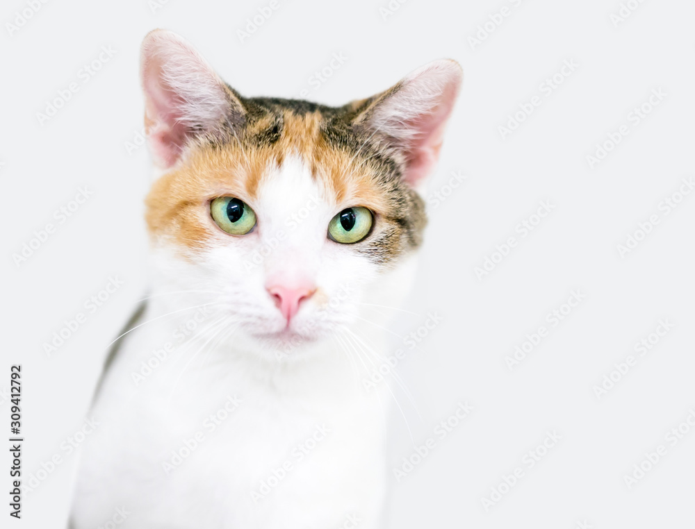 A Calico domestic shorthair cat with green eyes and a serious expression A Calico domestic shorthair cat with green eyes and a serious expression