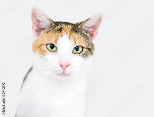 A Calico domestic shorthair cat with green eyes and a serious expression