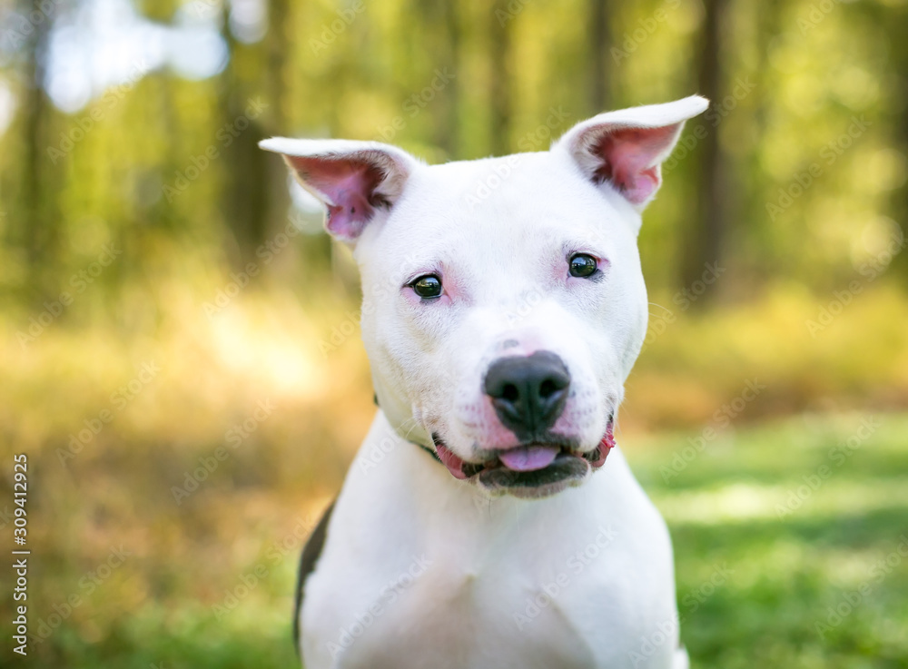 A friendly white Pit Bull Terrier mixed breed dog with a happy expression