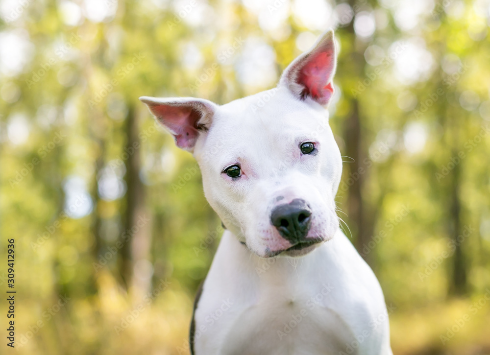 A friendly white Pit Bull Terrier mixed breed dog listening with a head tilt