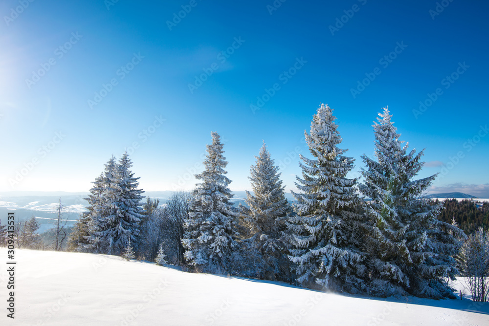 Beautiful snow-covered slope with fir trees