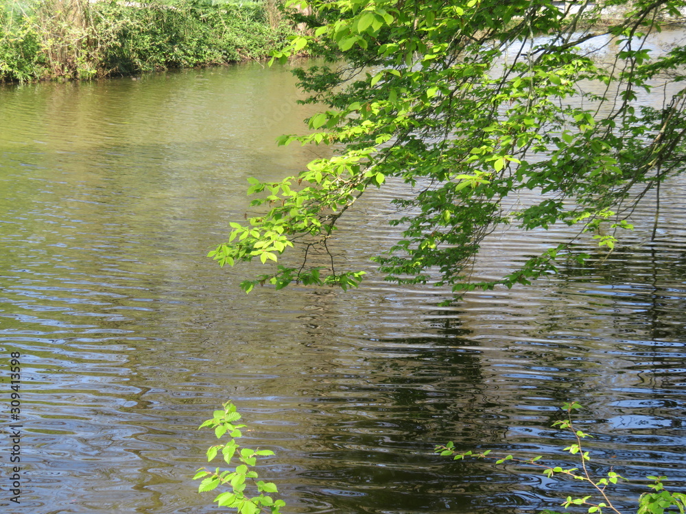 Obraz premium pond with trees