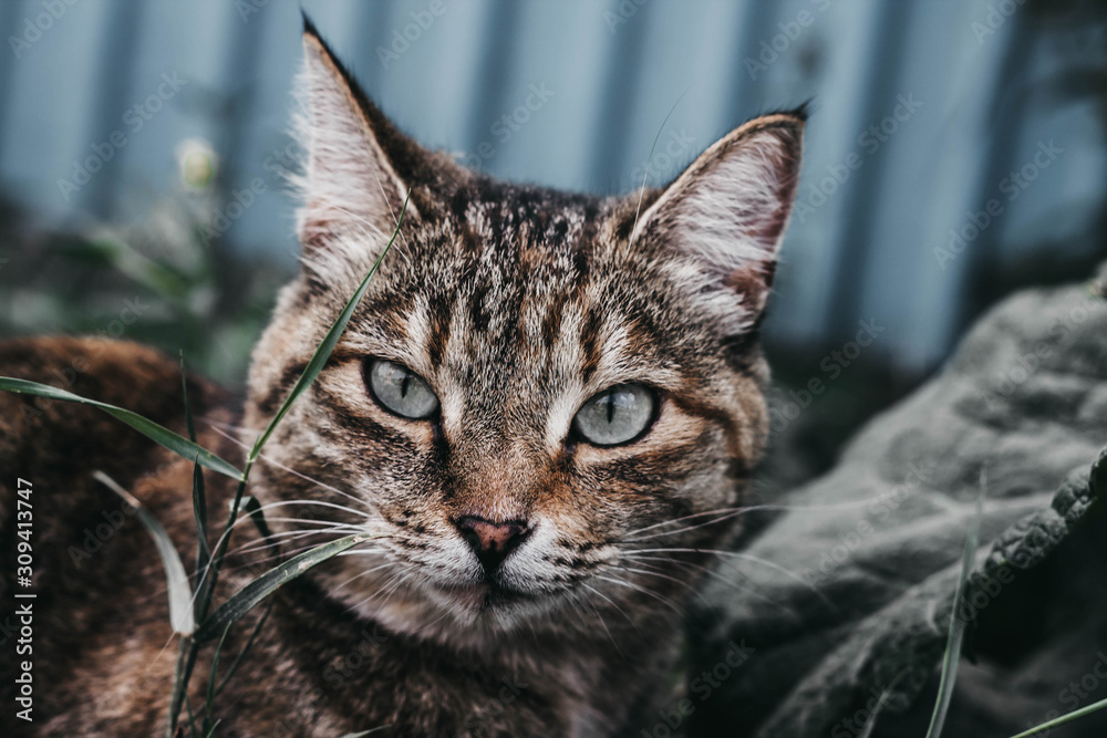 Cat With Big Eyes looking at the lens
