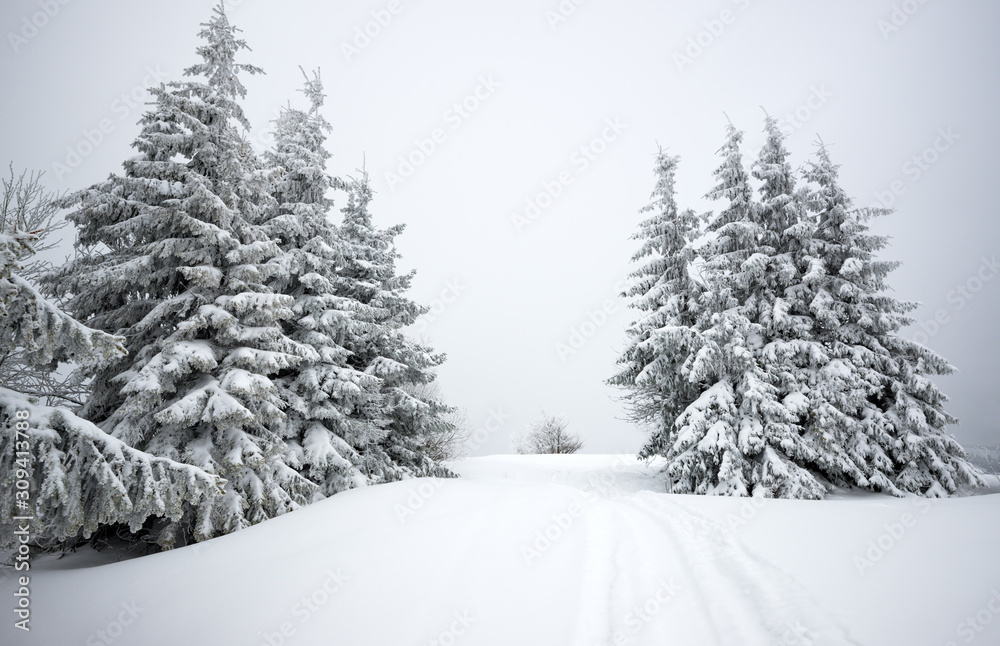 Snowy hill with fir trees and snow Snowy hill with fir trees and snow