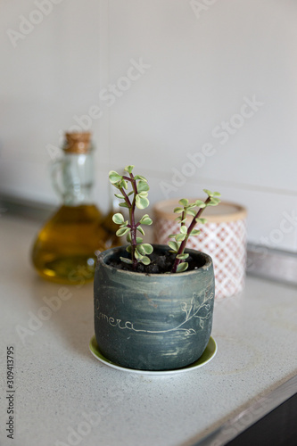 plant in a handmade ceramic