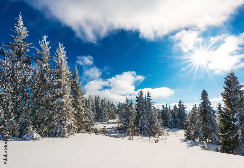 Tall slender snowy fir trees grow on a hill Tall slender snowy fir trees grow on a hill