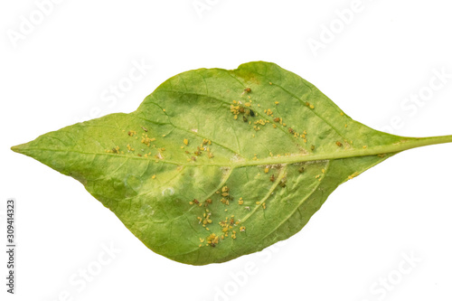 Aphids on chili leaves on a white background.