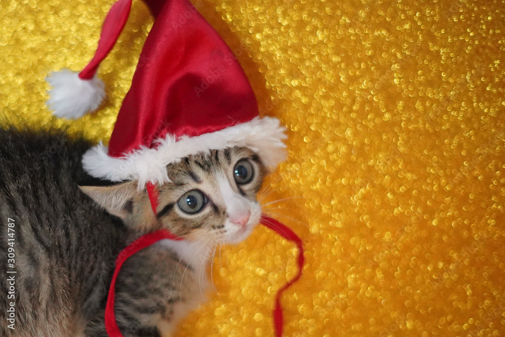 Cat's Portrait using a Christmas Hat Cat's Portrait using a Christmas Hat