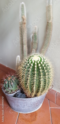 Kaktus