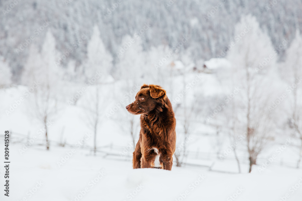 Beautiful dog in a frozen winter landscape