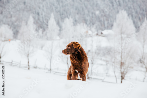 Fototapeta Naklejka Na Ścianę i Meble -  Beautiful dog in a frozen winter landscape