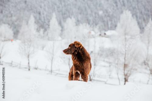 Fototapeta Naklejka Na Ścianę i Meble -  Beautiful dog in a frozen winter landscape