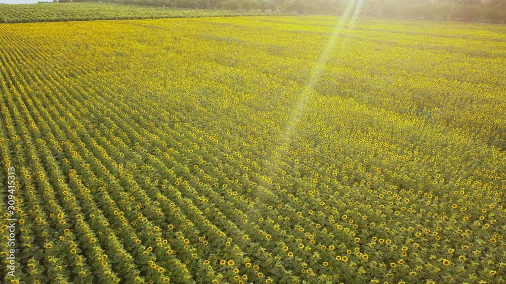 Aerial view of a big sunflower field blooming with a beautiful golden color. Top view. 4K. Aerial view of a big sunflower field blooming with a beautiful golden color. Top view. 4K.