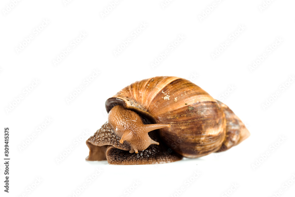 slimy brown snail isolated on white slimy brown snail isolated on white