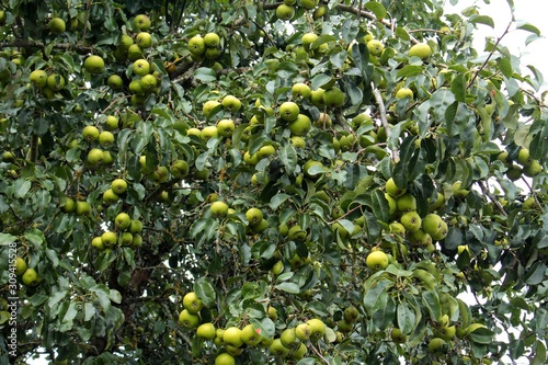 Green apples on a apple tree