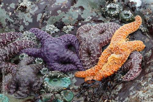 Tofino Canada Vancouver Island Starfish