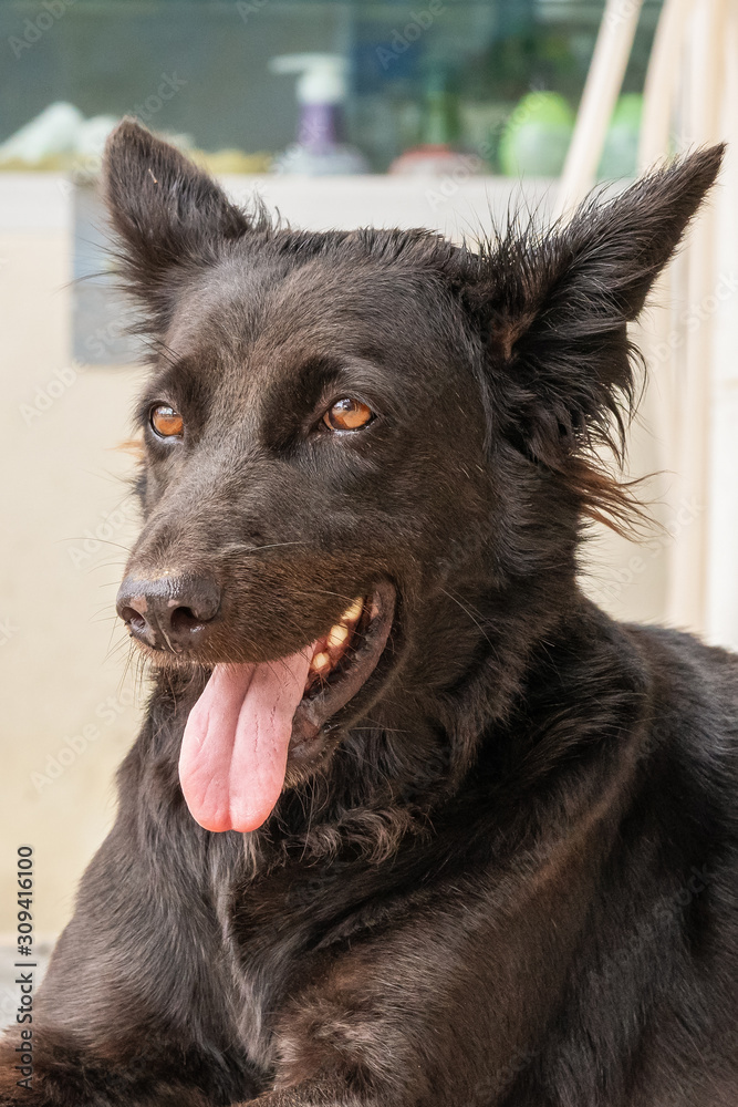Black gray dog mutt is suffering from the heat on the street in the city. He stuck his tongue out from the heat. head close-up,