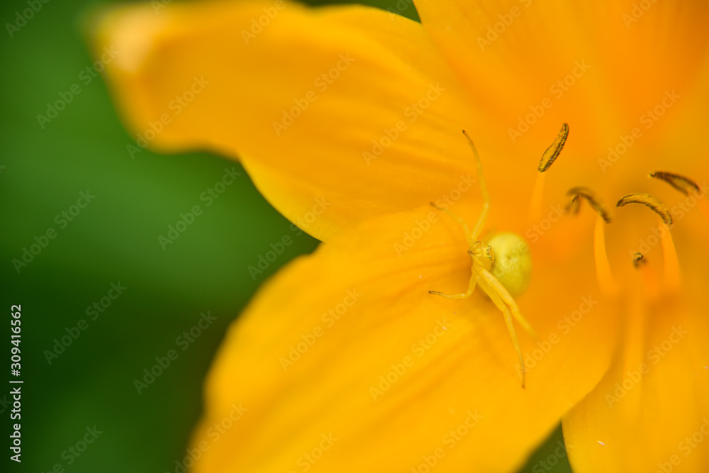 Yellow spider hiding in the lilly flower Yellow spider hiding in the lilly flower