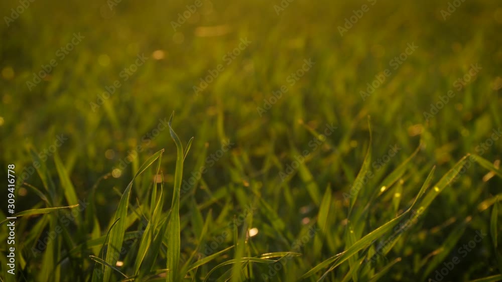 Lush green grass. The rays of the sun pass through the grass stalks during sunset. Lush green grass. The rays of the sun pass through the grass stalks during sunset.