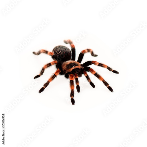 black and red hairy spider isolated on white
