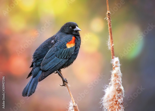 red winged blackbird photo