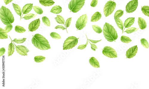 Fresh mint leaves and stems pattern isolated on white background, top view. Close up of peppermint. Spice medical and kitchen herbs digital clip art.Watercolor food and healthcare illustration.