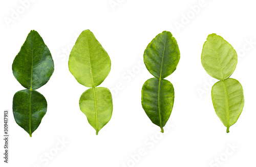 The Collection of Bergamot leaf on isolated and white background with clipping path