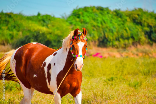 Bild auf Leinwand Indian marwari horse,white/brown horse on grass field,beautiful African horse on