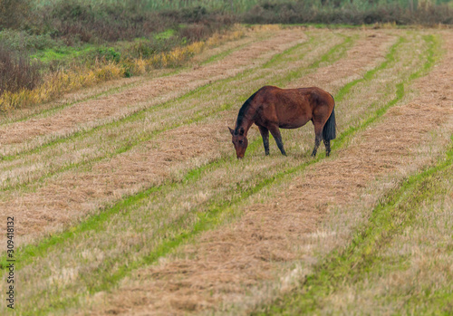 Wallpaper Mural Lusitan Horses in the rice fields and water Torontodigital.ca