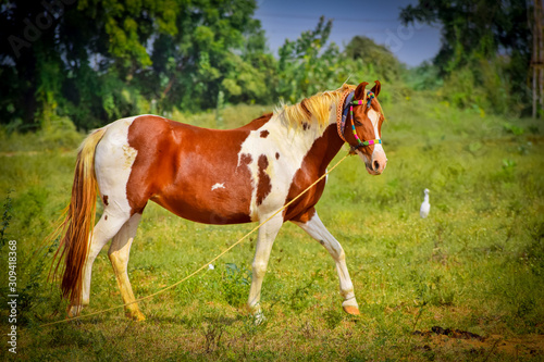 Lipizzan horse beautiful view,Lipizzan close up view,top view of Indian horses,right leg up beautiful view horse, © Dinesh