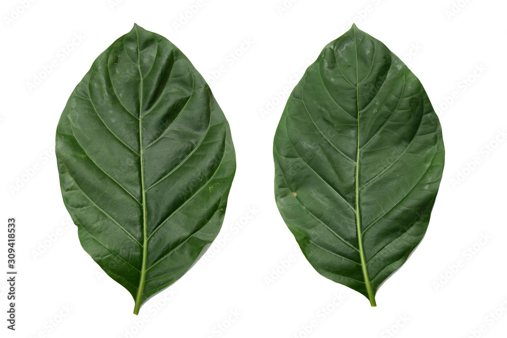 leaf isolated on white background File contains a clipping path. leaf isolated on white background File contains a clipping path.