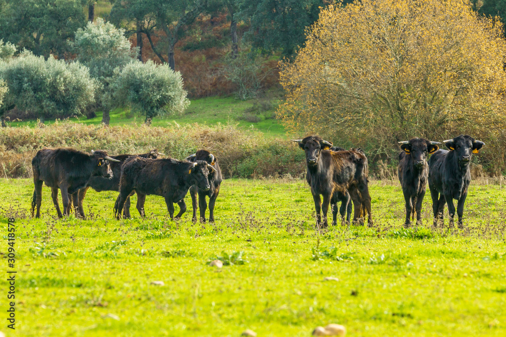 Portuguese bulls herd in the pasture Portuguese bulls herd in the pasture