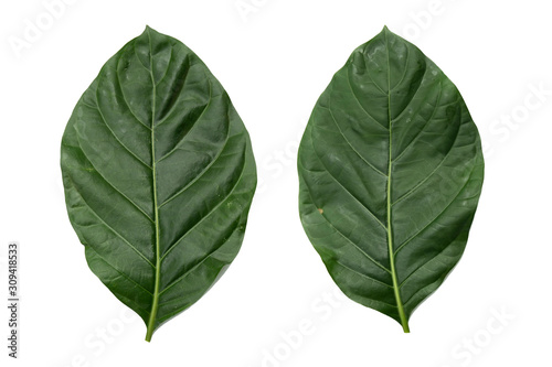  leaf isolated on white background  File contains a clipping path.