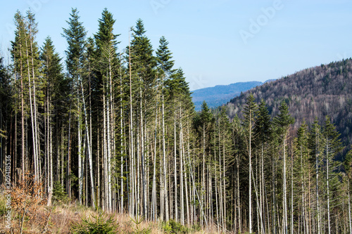 the beauty of the Ukrainian mountains