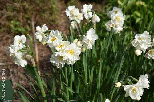 Narcisse blanc au printemps