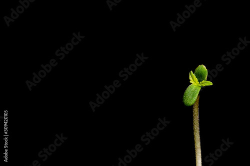 fragile baby cannabis plant on black background with copy space, young marijuana plant growing