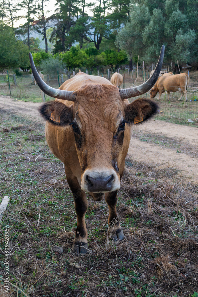 Portrait de vache corse avec ses cornes en lyre Portrait de vache corse avec ses cornes en lyre