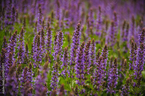 A field of tall purple sage flowers, selective focus