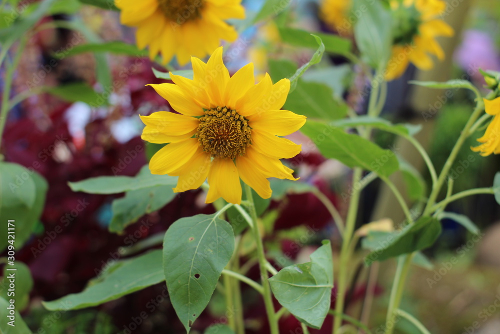 Sunflower is the famous with yellow colours Sunflower is the famous with yellow colours