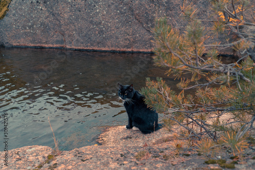 Cat The Traveler And Blogger Sitting On a Riverside and Enjoying His Vacation. Concept Of Blogging And Travelling,