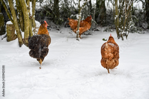 braue Hühner im Schnee im Winter im Garten, 