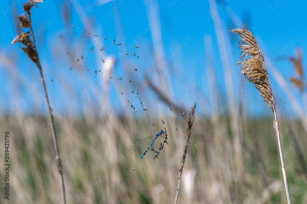 Obraz premium Dragonfly and flies caught in net.