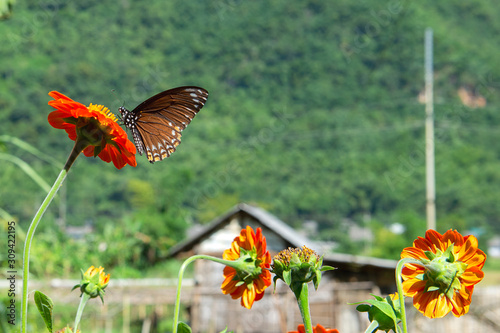 Butterfly on flower in Mai Chau valley, North-West Vietnam