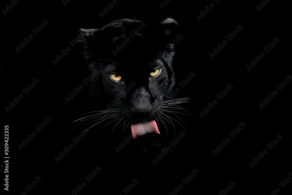 Black panther with a black background