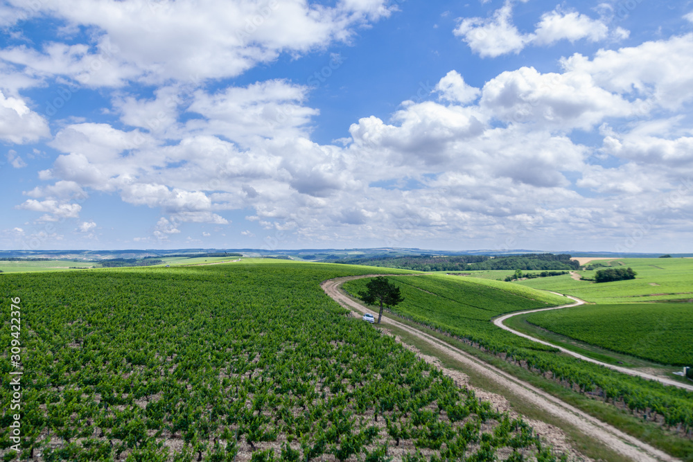 Closeup panoramic shot rows summer vineyard scenic landscape, plantation, beautiful wine grape branches, sun, sky, limestone land. Concept autumn grapes harvest, nature agriculture background