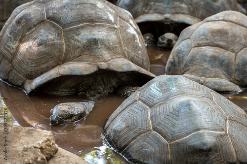 Giant tortoise family in mud