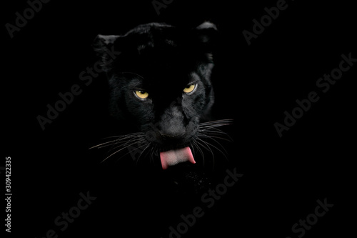 Obraz na płótnie Black panther with a black background w salonie